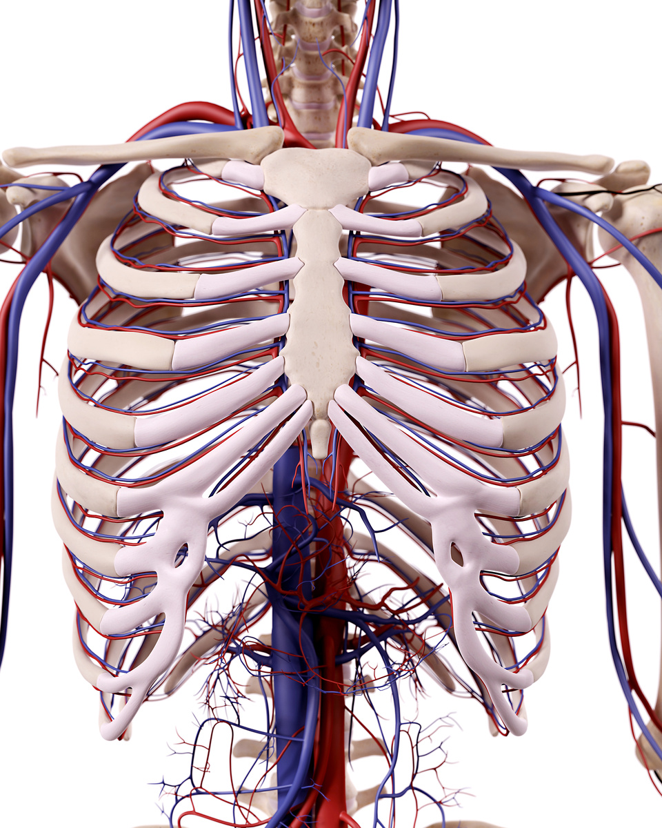 the thorax blood vessels