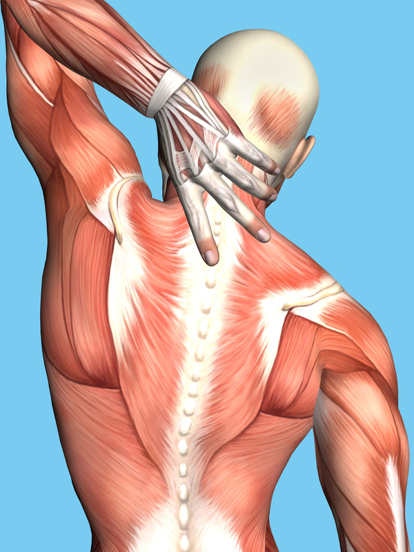 Anatomy of Male With Upper Back Pain